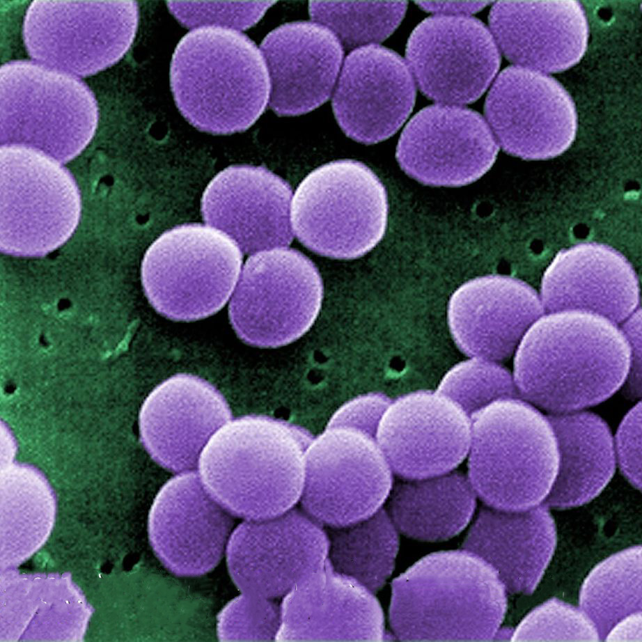 Vi khuẩn Staphylococcus