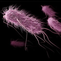 [VN] Vi khuẩn Enterobacteriaceae