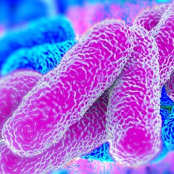 [VN] Vi khuẩn Legionella