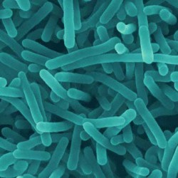 [VN] Vi khuẩn Listeria spp