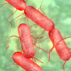 [VN] Vi khuẩn Salmonella