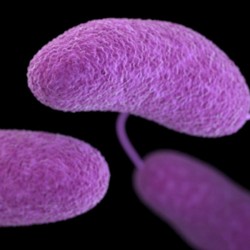 [VN] Vi khuẩn Vibrio